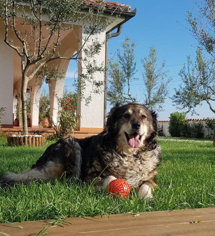 Villa Emi Zgornje Skofije Εξωτερικό φωτογραφία